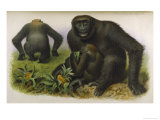 An Adult Male an Adult Female and a Young Male
