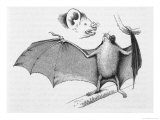 Buy Vampire Bat (Desmodus d'Orbignyi) Caught at the Back of Darwin's House in Chile South America at AllPosters.com