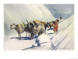 Buy Yaks and Ponies Carrying Wool from Tibet into India at AllPosters.com
