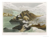 Buy Group of Polar Bears in an Icy Landscape at AllPosters.com