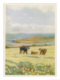 Buy Picking Daffodils for the Market St. Mary's Scilly Isles at AllPosters.com