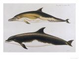 Buy Two Varieties of Dolphin: Delphinus Delphis (Top) Delphinus Tursio at AllPosters.com