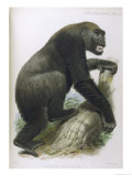 An Adult Male