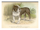Solid and Powerful Looking Bulldog