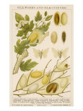 The Life Cycle of a Silk Worm and Silk Culture