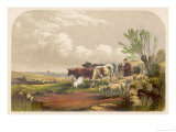 Buy Drover and His Donkey Leads His Sheep and Cattle to Graze on Common Land at AllPosters.com