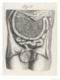 Buy Intestines a Fine Engraving of the Gut and Associated Vessels at AllPosters.com