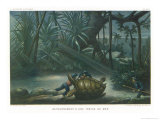 Buy Hunting Turtles at AllPosters.com