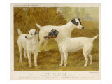 Buy Fox Terriers Rough and Smooth at AllPosters.com