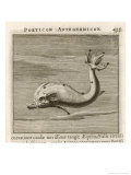 Buy Delphin the Dolphin at AllPosters.com
