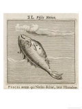 Buy Piscis Notius at AllPosters.com