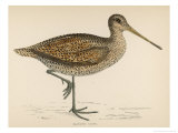 Buy Sabine's Snipe at AllPosters.com