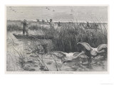 Buy Edward Prince of Wales That Great Sportsman Enjoys a Fine Day out Shooting Wild Swan in Sweden at AllPosters.com