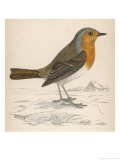 Buy Erithacus Rubecula at AllPosters.com