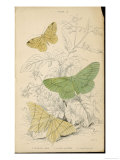 Buy Brimstone Moth Swallowtail Moth Large Emerald at AllPosters.com
