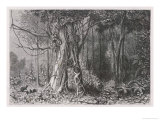 Buy Scene in the Jungle Papua New Guinea as Observed by Traveller Achille Raffray at AllPosters.com