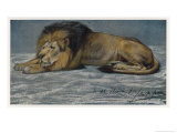 Buy Subdued Lion Stretches out on the Ground at AllPosters.com