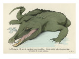 Buy Birds are Allowed to Clean the Bits of Food Left in a Nile Crocodile's Mouth at AllPosters.com