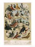 Fancy Pigeon Breeds
