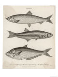 Buy Three Types of Herring: 1. Common Herring 2. Silver-Striped Herring 3. African Herring at AllPosters.com
