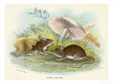 Buy Two Wood Mice in the Undergrowth at AllPosters.com