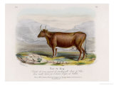 Buy 6-Year Old Kerry Cow Owned by the Earl of Clare at AllPosters.com