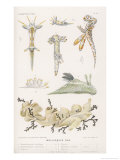 Buy Selection of Molluscs at AllPosters.com
