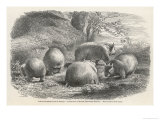 Buy Phascolymus Latifrons Wombats in the Jardin d'Acclimatation in the Bois de Boulogne Paris at AllPosters.com