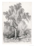 Buy Study of a Birch at AllPosters.com