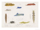 Buy Selection of Molluscs at AllPosters.com