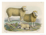 Buy Ryeland Sheep: Ram and Ewe Bred by Mr. Tomkins of Kingspion Herefordshire at AllPosters.com