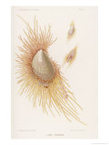 Buy Lima Tenera a Variety of Shellfish with Orange Feathery Bits at AllPosters.com