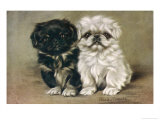 Black and a White Pekingese Puppy Sit Close Together