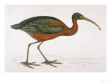 Buy Side View of an Ibis with Green and Red Feathers at AllPosters.com