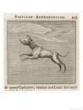 Buy Canis Minor the Leser Dog-Star at AllPosters.com