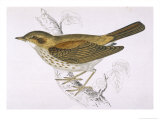 Buy Song Thrush at AllPosters.com