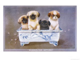 Four Pekingese Puppies Sitting in a Chinese-Style Ceramic Bowl