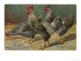 Black-Speckled Cock and Hens, Probably Silver-Laced Wyandottes