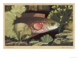 Buy An "Ancient" Wrasse at AllPosters.com
