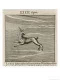 Buy Lepus the Hare at AllPosters.com