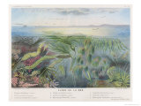 Buy Various Seaweed and Other Submarine Flora at AllPosters.com