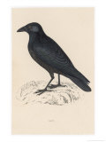 Buy Carrion Crow at AllPosters.com