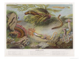Buy Annelides (A Type of Marine Worm) on the Sea Bed at AllPosters.com