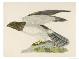 Buy Hen Harrier at AllPosters.com