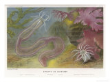 Duvernoy's Synapte and Other Deep Sea Creatures