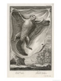 Buy Flying Squirrel Sciuridae Pteromys or Sciuropterus at AllPosters.com