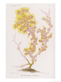 Buy Anthozoanthe Parasite: a Type of Coral at AllPosters.com