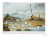 Buy Herring Gulls at AllPosters.com