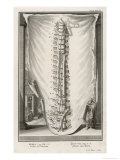 Buy Vertebrae at AllPosters.com