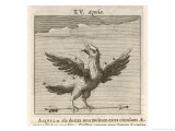 Buy Aquila the Eagle at AllPosters.com